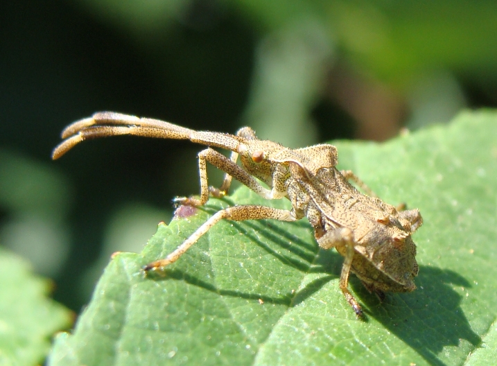 Cosa saranno da grandi? Coreus marginatus